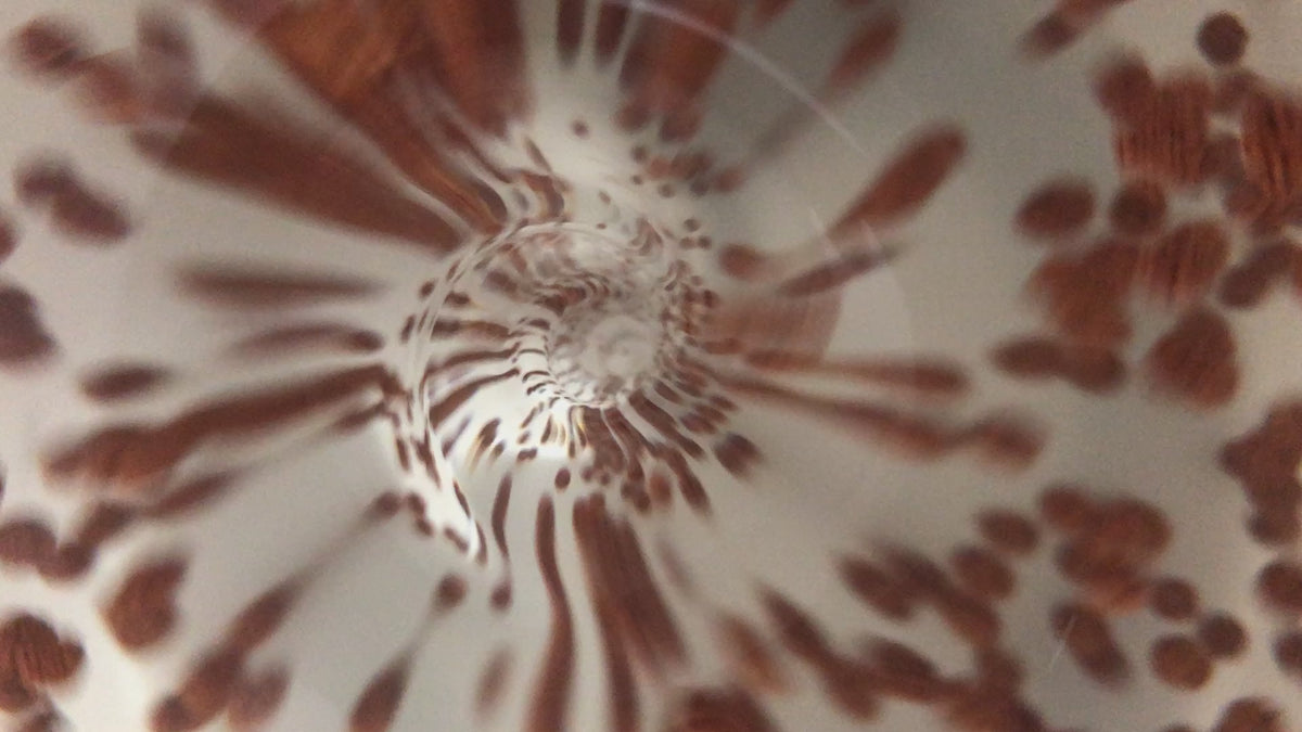 2 Graines De Elaeocarpus Decipiens