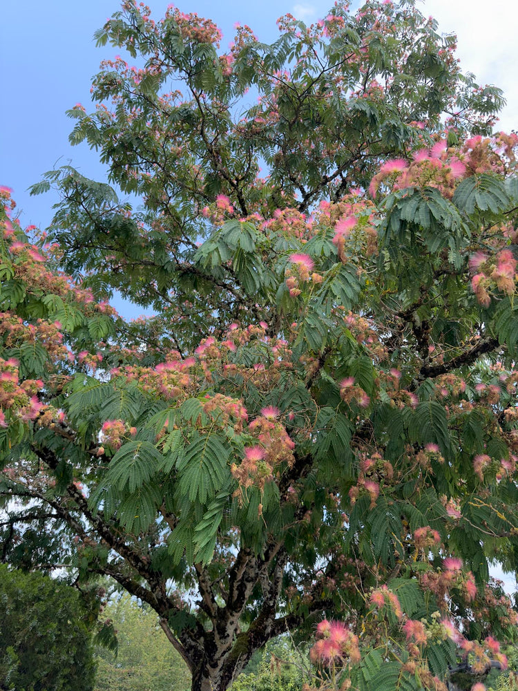 Les plantes de Gemmessence : l'Albizia