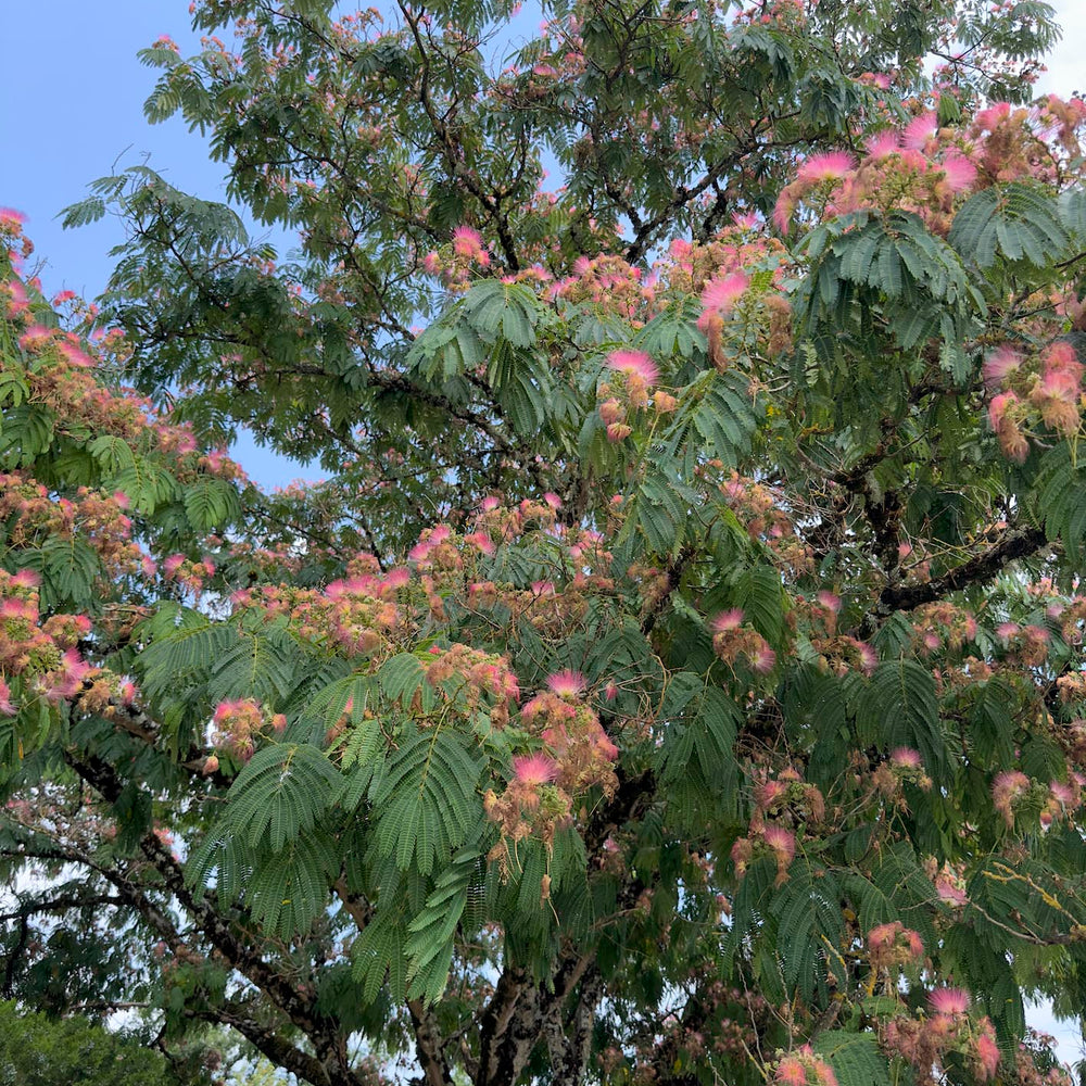 Les plantes de Gemmessence : l'Albizia