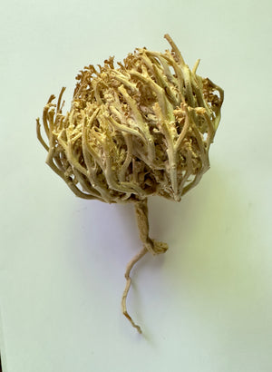 
                  
                    Load image into Gallery viewer, Anastatica hierochuntica, Rose of Jericho (flower)
                  
                