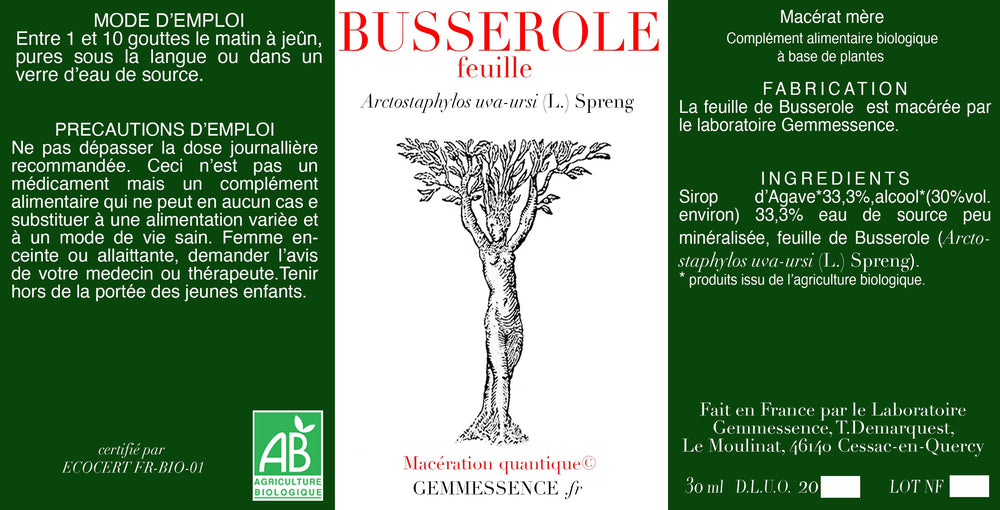 Arctostaphylos uva-ursi, Busserole (feuille)