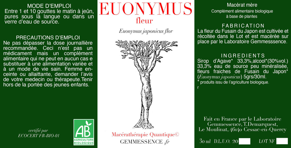 Euonymus japonicus, japanischer Spindelbaum (Blüten)