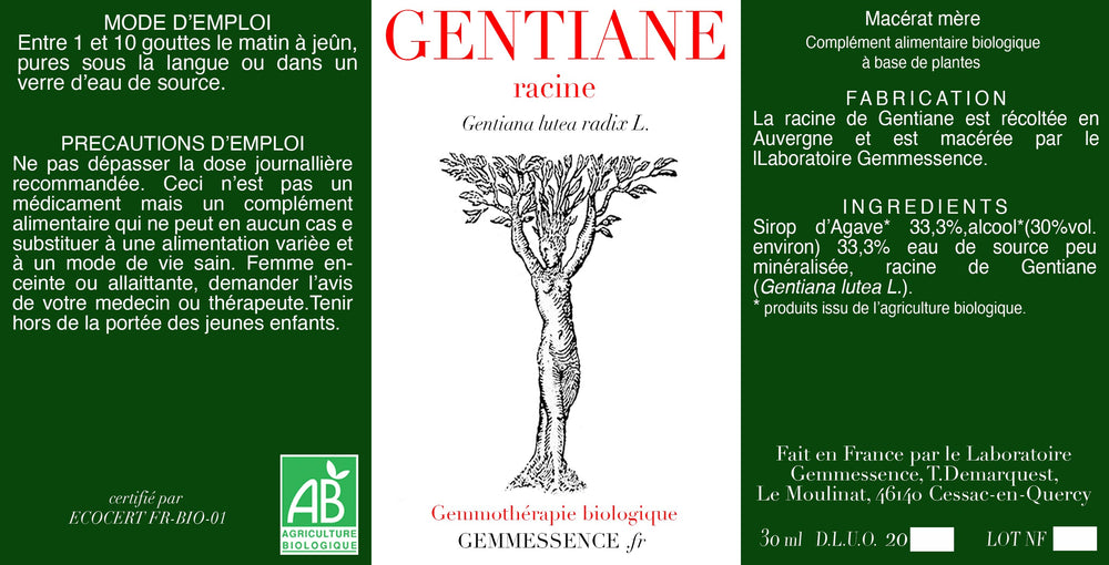 Gentiana lutea, Gentiane (racine)