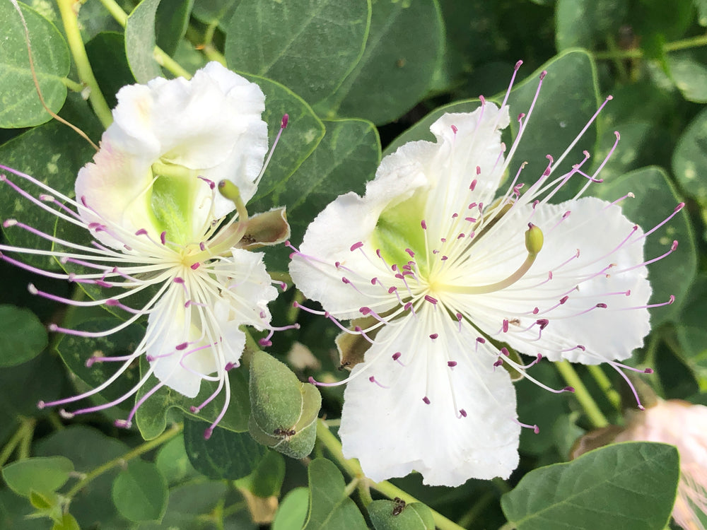 
                  
                    Load image into Gallery viewer, Capparis spinosa, Caper tree (flower bud and seed)
                  
                
