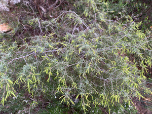 
                  
                    Charger l&amp;#39;image dans la galerie, Juniperus oxycedrus, Genévrier cade (jeune pousse)
                  
                