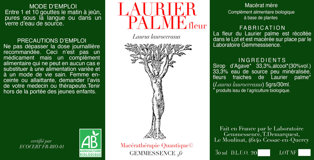 Laurus laurocerasus, Laurier palme (fleur)
