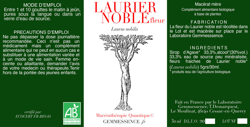 Laurus nobiliis, Edellorbeer (Blume)