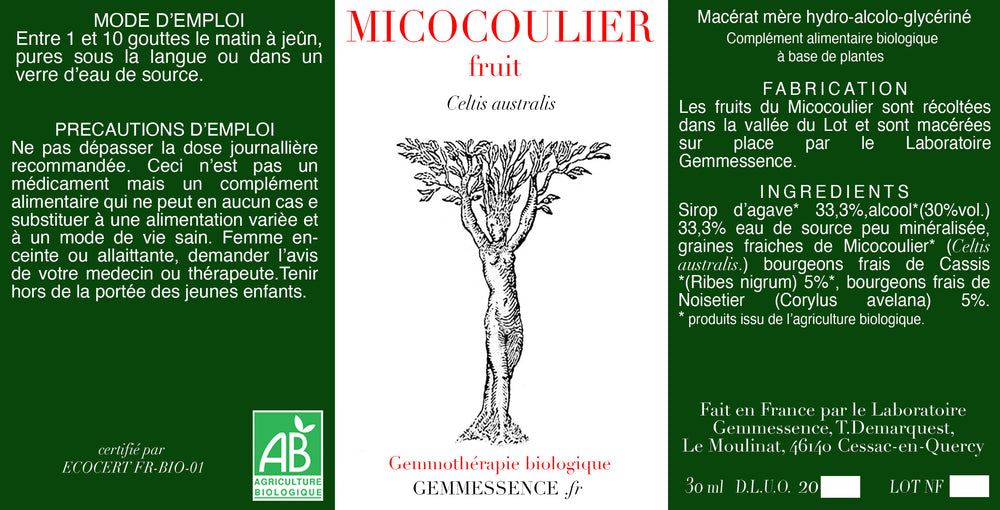 Celtis australis, Micocoulier de Provence (fruit)