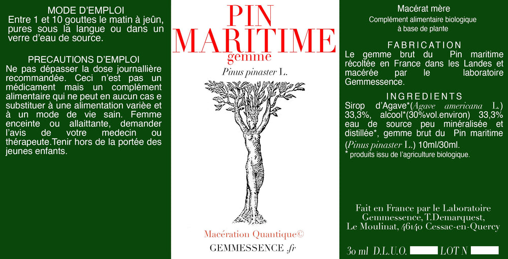 Pinus pinaster, Pin maritime (gemme)