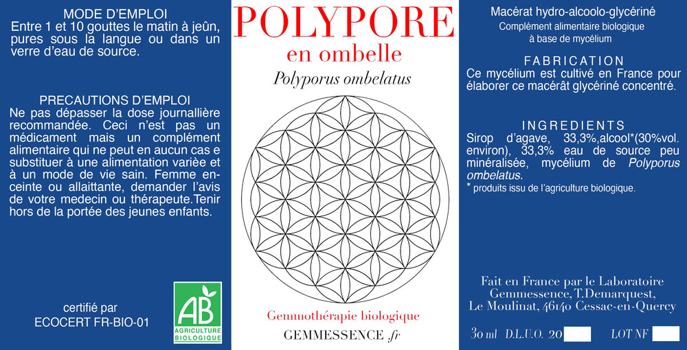Champignon Polypore en ombelle, Polyporus ombelatus (mycelium)