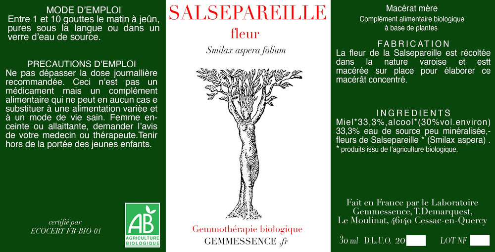 Smilax aspera, Salsepareille (fleur)