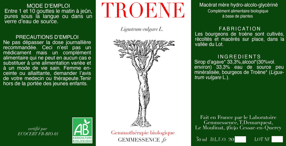 Ligustrum vulgare, Troène (bourgeon)