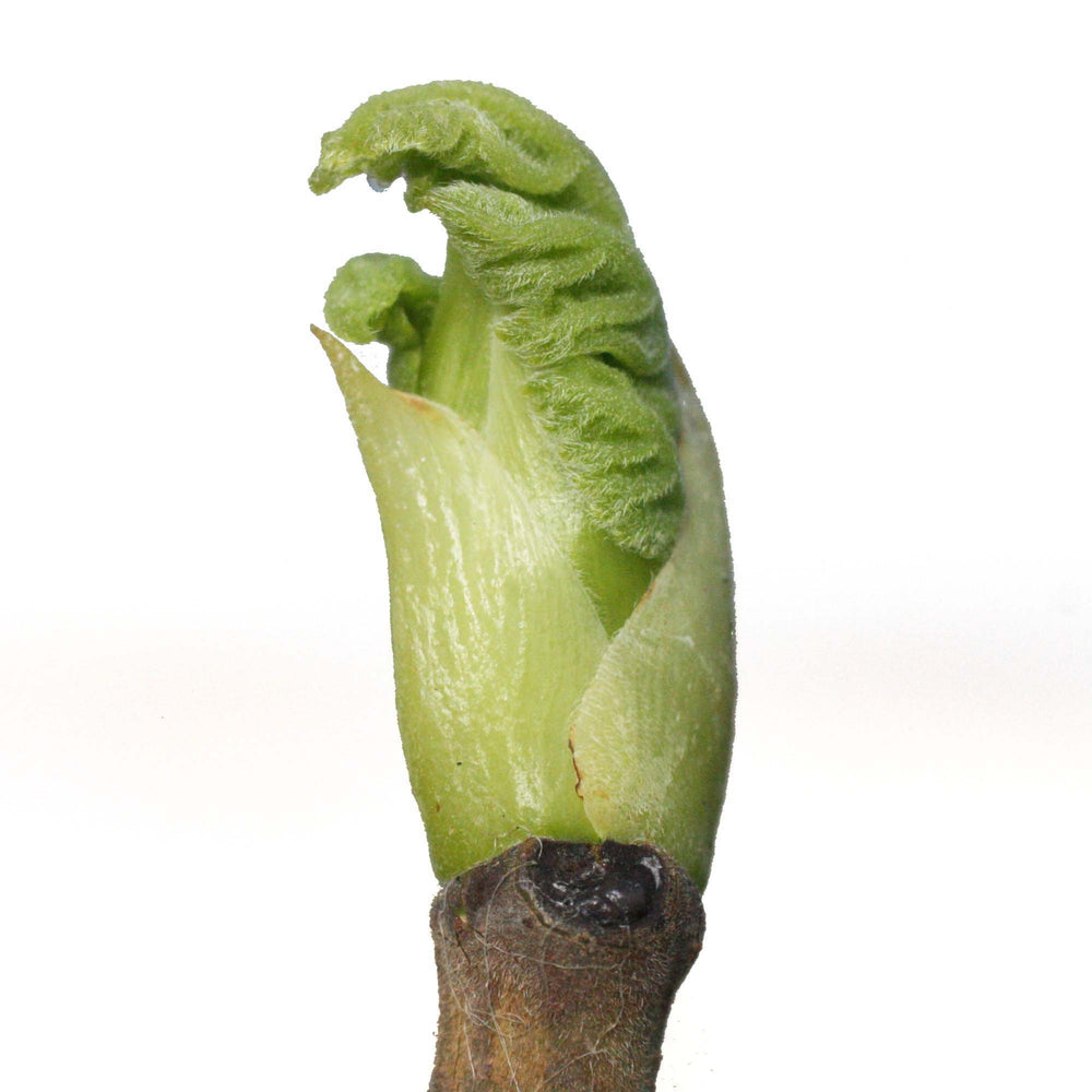 
                  
                    Load image into Gallery viewer, Ficus carica, Fig tree (bud)
                  
                