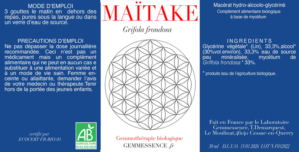 Champignon Maïtake, Grifola frondosa (mycelium)
