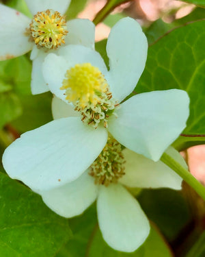
                  
                    Load image into Gallery viewer, Houttuynia cordata (whole plant)
                  
                