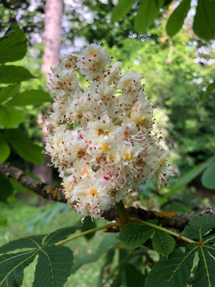 
                  
                    Load image into Gallery viewer, Aesculus hippocastanum, Chestnut (flower)
                  
                