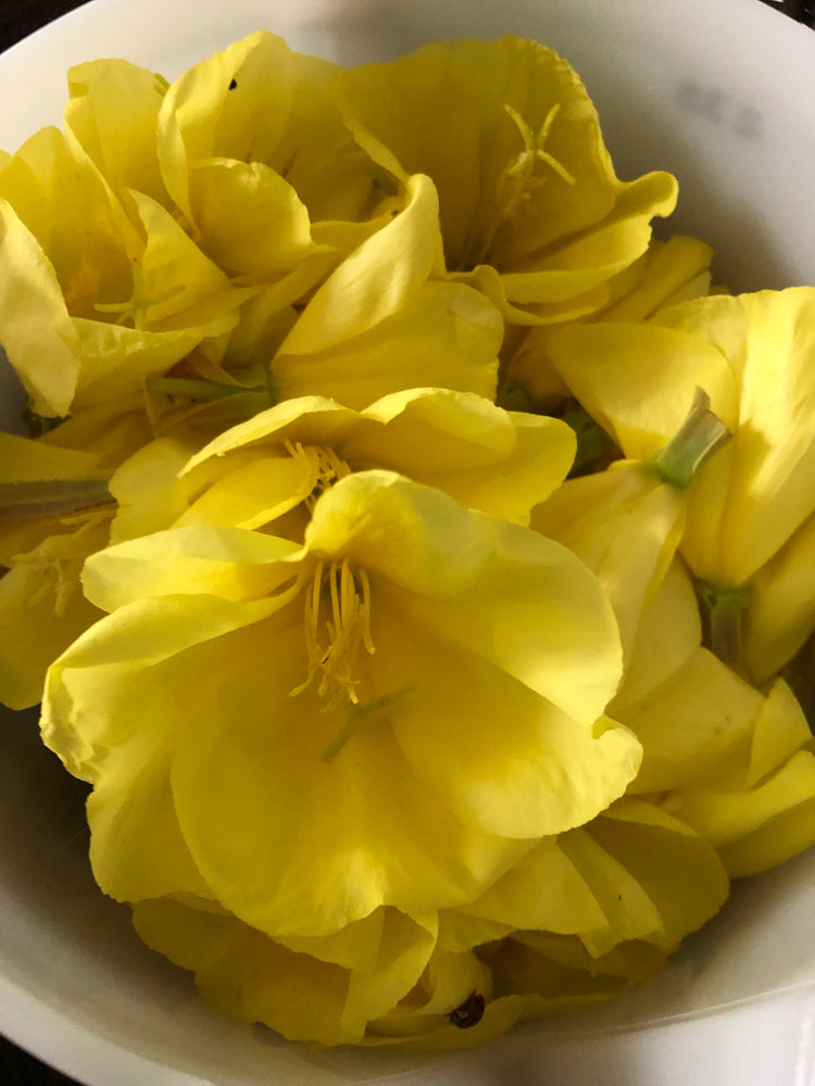 
                  
                    Load image into Gallery viewer, Oenothera biennis, Evening primrose (flower)
                  
                