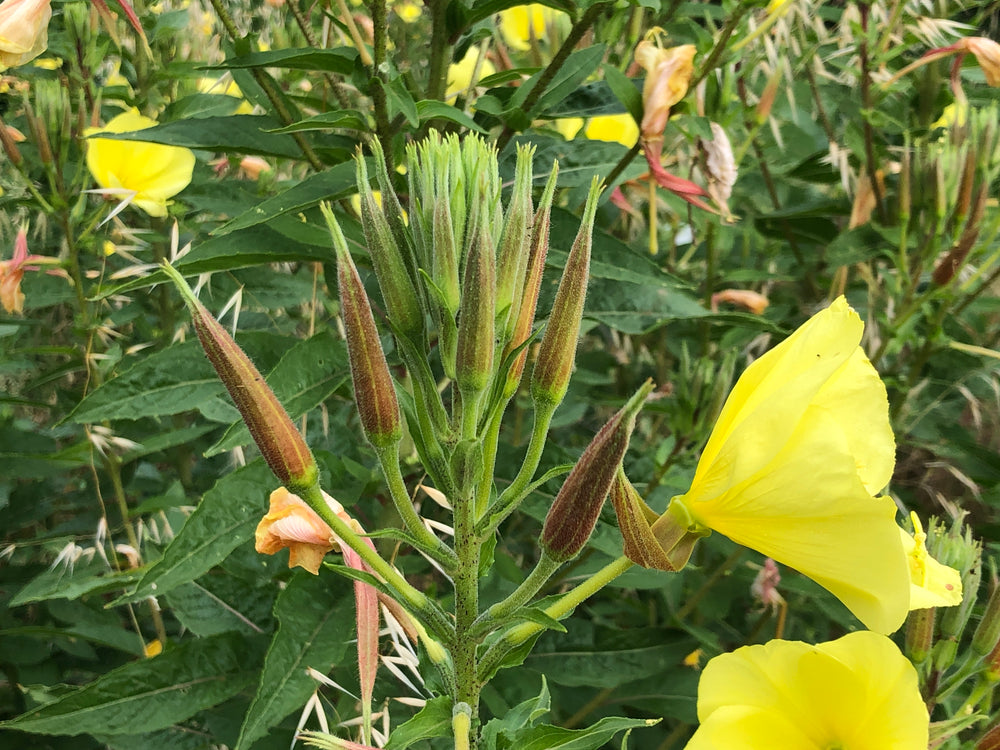 
                  
                    Load image into Gallery viewer, Oenothera biennis, Evening primrose (seed)
                  
                