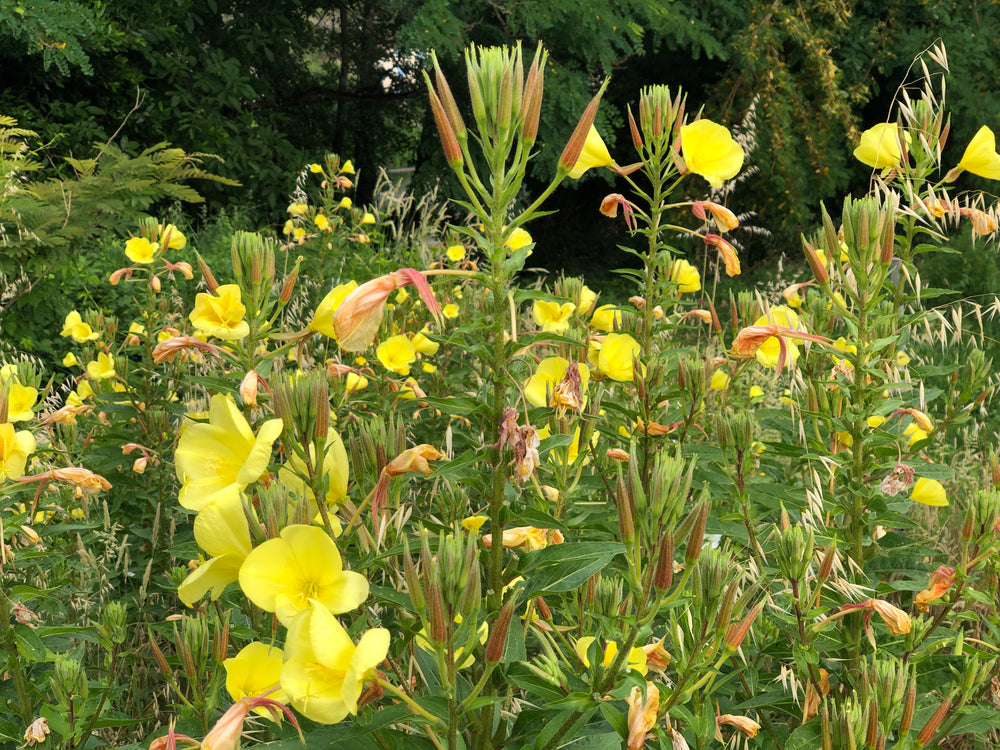 
                  
                    Laden Sie das Bild in den Galerie-Viewer, Onagre, Oenothera biennis (fleur)
                  
                