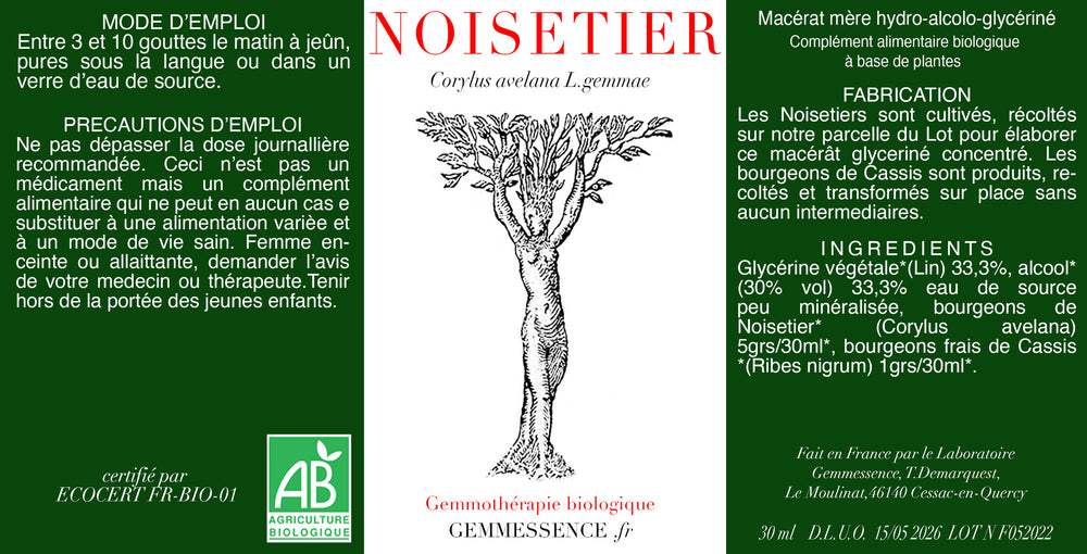 Corylus avelana, Noisetier (bourgeon)