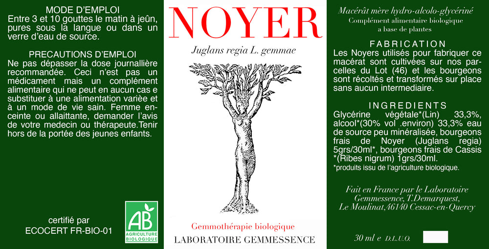 Juglans regia, Noyer (bourgeon)