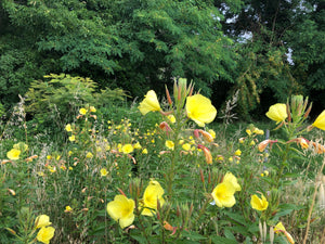 
                  
                    Load image into Gallery viewer, Oenothera biennis, Evening primrose (flower)
                  
                