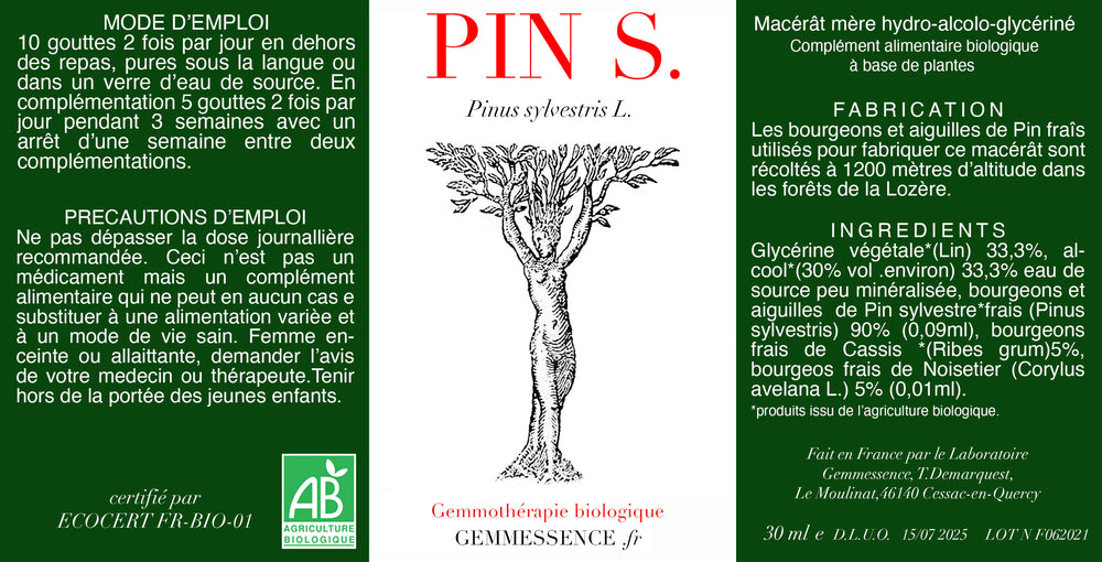Pinus sylvestris, Pin sylvestre (jeune pousse)