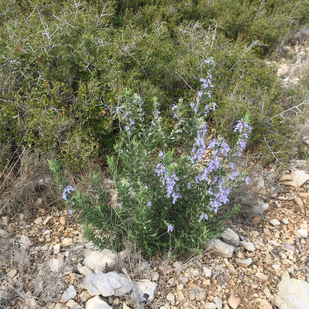 
                  
                    Load image into Gallery viewer, Rosmarinus officinalis, Rosemary (young shoot)
                  
                