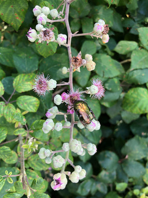 
                  
                    Laden Sie das Bild in den Galerie-Viewer, Rubus fruticosus, Brombeerstrauch (Knospe)
                  
                