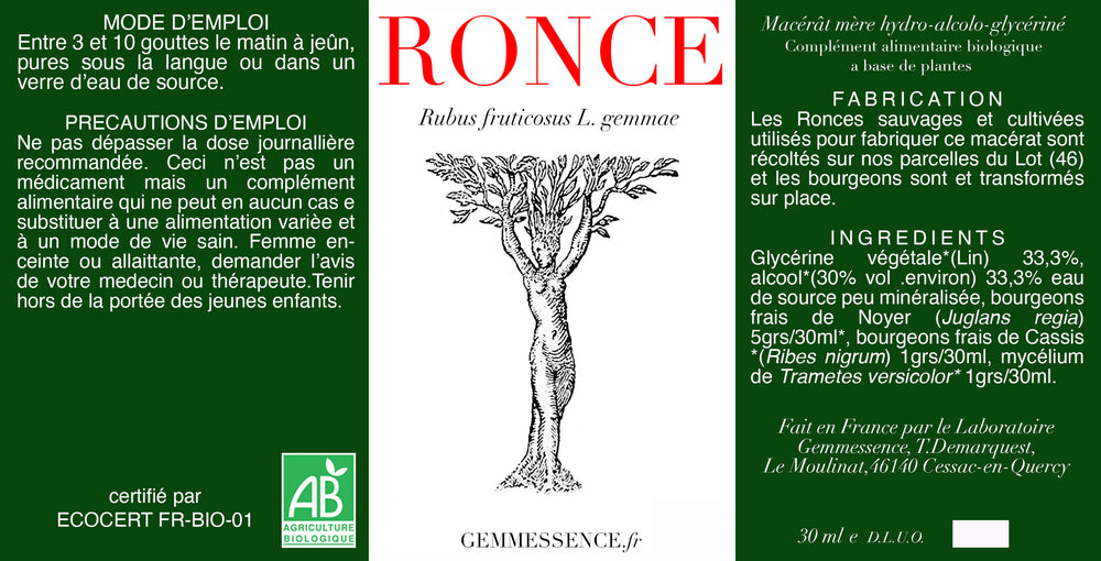 Rubus fruticosus, Ronce (bourgeon)