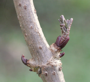 
                  
                    Load image into Gallery viewer, Sambuscus nigra, Elderberry (bud)
                  
                