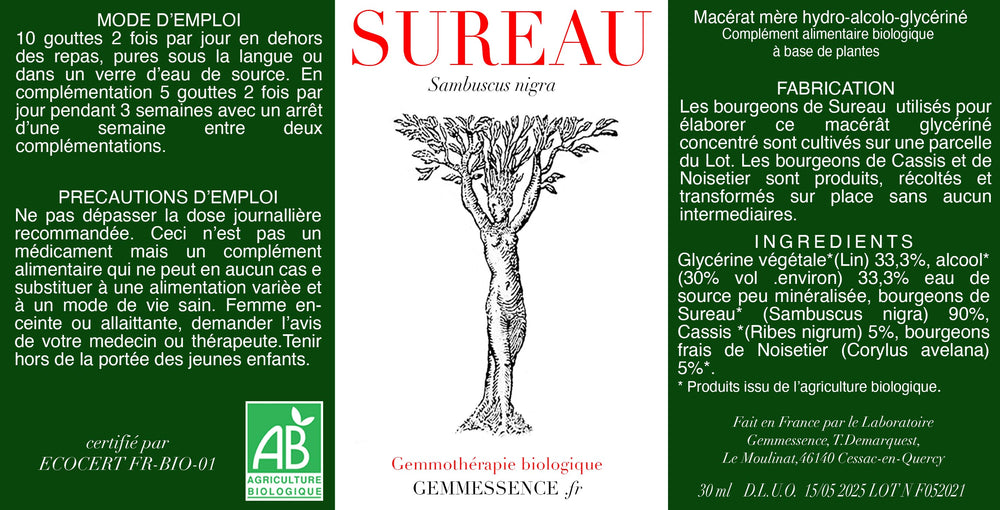Sambuscus nigra, Sureau (bourgeon)