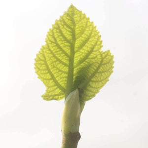 
                  
                    Load image into Gallery viewer, Fig tree, Ficus carica
                  
                
