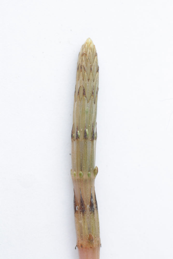
                  
                    Load image into Gallery viewer, Equisetum arvense, Horsetail (young shoot)
                  
                